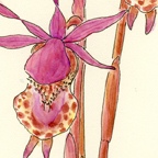 Calypso bulbosa flower detail